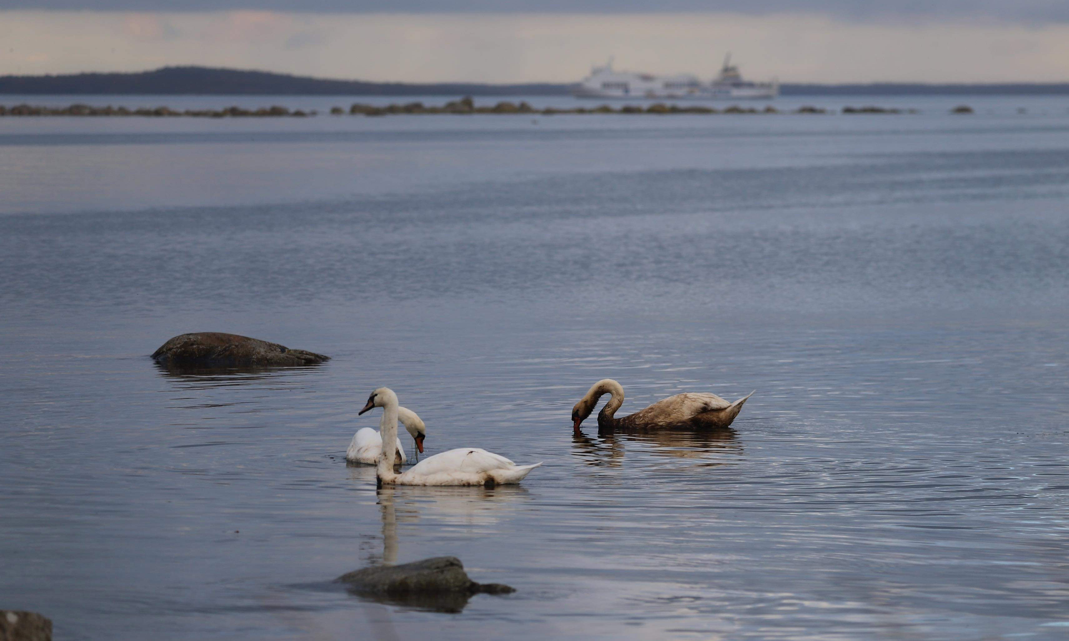 Tre oljeskadade svanar simmar i Pukaviksbukten med det grundstötta fartyget i bakgrunden